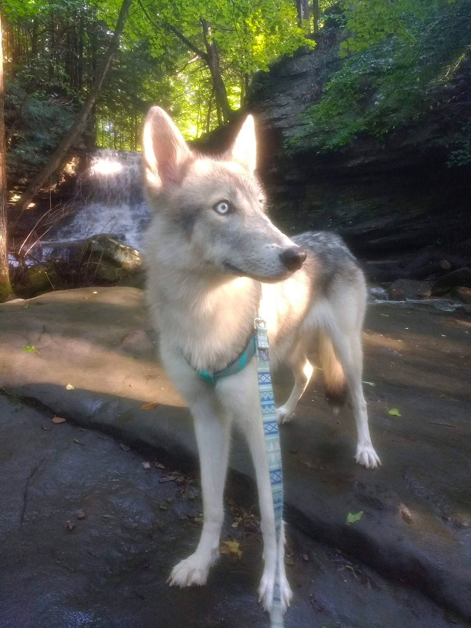 Rin is registered to the contest to win money with this photo: canadian_eskimo_dog, canidae, carnivore, czechoslovakian_wolfdog, dog, dog_breed, east_siberian_laika, fawn, kunming_wolfdog, mammal, native_american_indian_dog, northern_inuit_dog, saarloos_wolfdog, seppala_siberian_sleddog, siberian_husky, tamaskan_dog, utonagan, vertebrate, west_siberian_laika, wolfdog