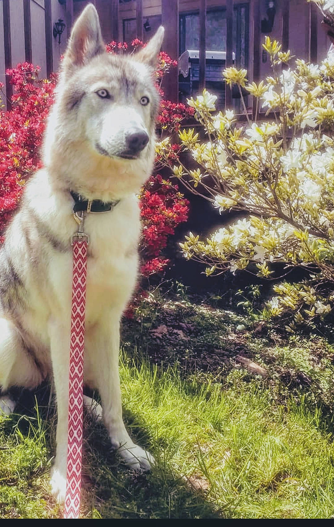 Rin joined the competition — help win amazing prizes! alaskan_malamute, canadian_eskimo_dog, canidae, carnivore, czechoslovakian_wolfdog, dog, dog_breed, east_siberian_laika, mammal, native_american_indian_dog, northern_inuit_dog, saarloos_wolfdog, sakhalin_husky, seppala_siberian_sleddog, siberian_husky, sled_dog, tamaskan_dog, vertebrate, west_siberian_laika, wolfdog