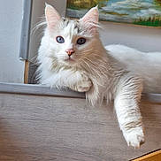 Kyo a rejoint le concours — aidez-le/la à gagner de superbes lots ! cat, white_cat, blue_eyes, fluffy, indoor, resting, wooden_ledge, paw, painting, wall, cozy, pet, animal, feline, relaxed, fur, portrait, cute, domestic, household