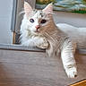 cat, white_cat, blue_eyes, fluffy, indoor, resting, wooden_ledge, paw, painting, wall, cozy, pet, animal, feline, relaxed, fur, portrait, cute, domestic, household