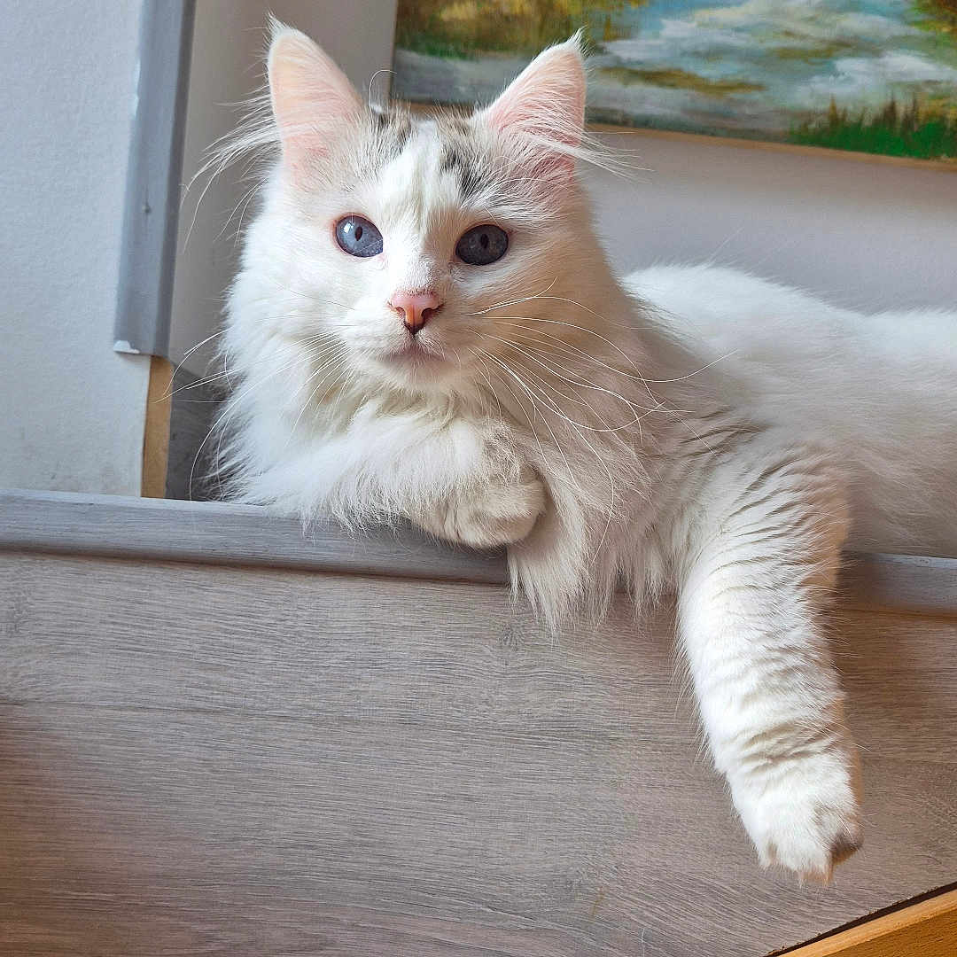 Kyo a rejoint le concours — aidez-le/la à gagner de superbes lots ! cat, white_cat, blue_eyes, fluffy, indoor, resting, wooden_ledge, paw, painting, wall, cozy, pet, animal, feline, relaxed, fur, portrait, cute, domestic, household