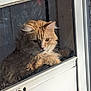cat, orange_cat, fluffy, window, glass, door, sunlight, indoor, pet, animal, feline, fur, whiskers, reflection, resting, closeup, portrait, looking_out, domestic_cat, curious