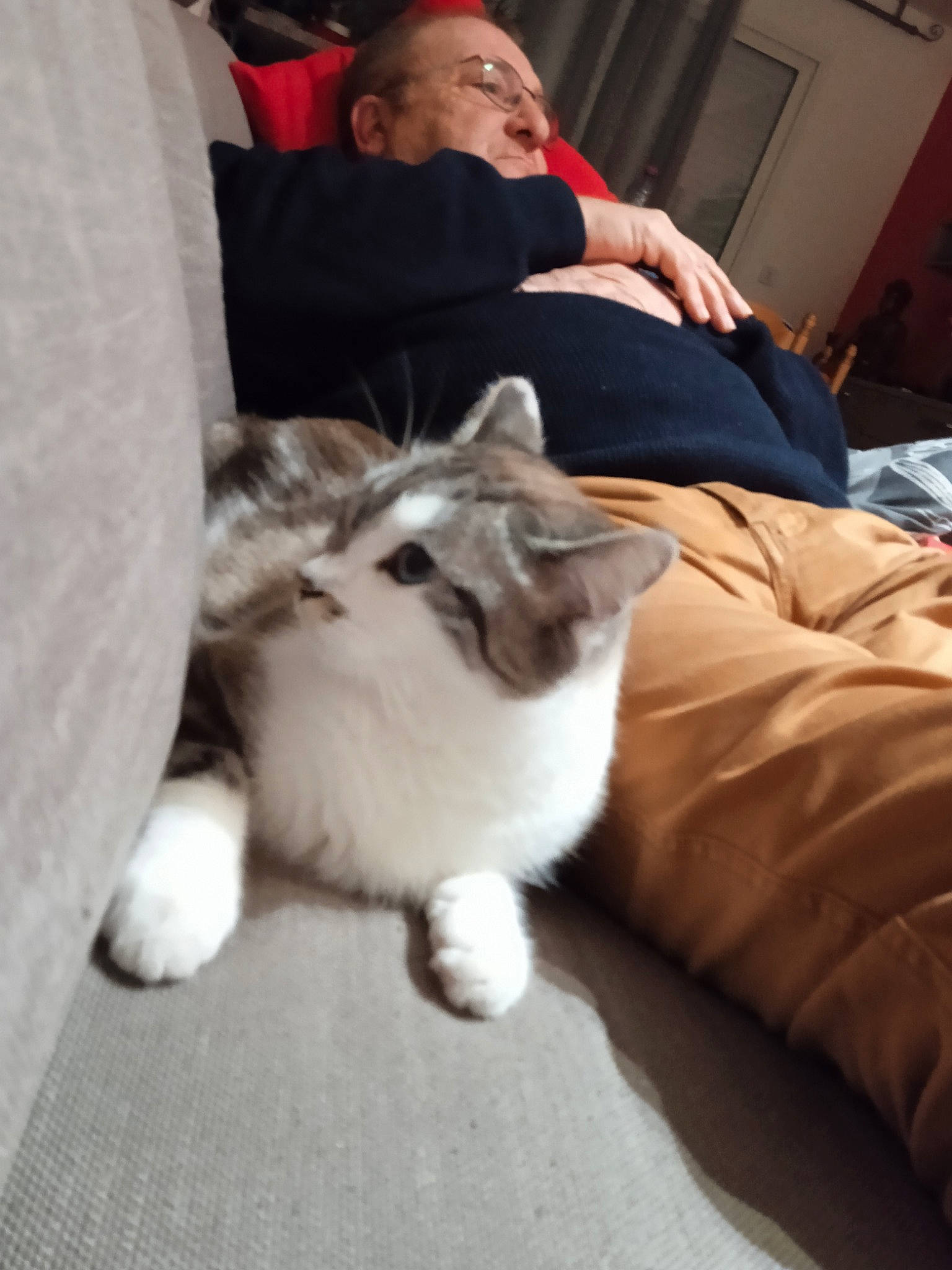 Speedy participe au concours pour gagner de l'argent avec cette photo : canidae, carnivore, cat, comfort, companion_dog, couch, domestic_short_haired_cat, fawn, felidae, flooring, fur, hardwood, lap, mammal, paw, small_to_medium_sized_cats, tail, vertebrate, whiskers, wood