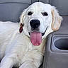 adorable, animal, bow_tie, canine, car_seat, close_up, companion, cute, dog, fur, happy, indoor, mammal, pet, portrait, puppy, relaxed, seat, tongue_out, white_fur