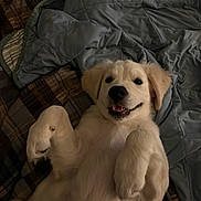 Nugget joined the competition — help win amazing prizes! dog, puppy, golden_retriever, bed, blanket, quilt, plaid, smiling, playful, fur, paws, lying_down, cozy, indoor, cute, pet, animal, resting, happy, canine