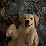 dog, puppy, golden_retriever, bed, blanket, quilt, plaid, smiling, playful, fur, paws, lying_down, cozy, indoor, cute, pet, animal, resting, happy, canine
