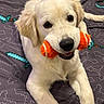 Nugget is registered to the contest to win money with this photo: dog, puppy, golden_retriever, toy, orange, bed, blanket, pattern, indoor, pet, cute, fur, animal, playful, lying_down, looking_up, face, mouth, ears, paws
