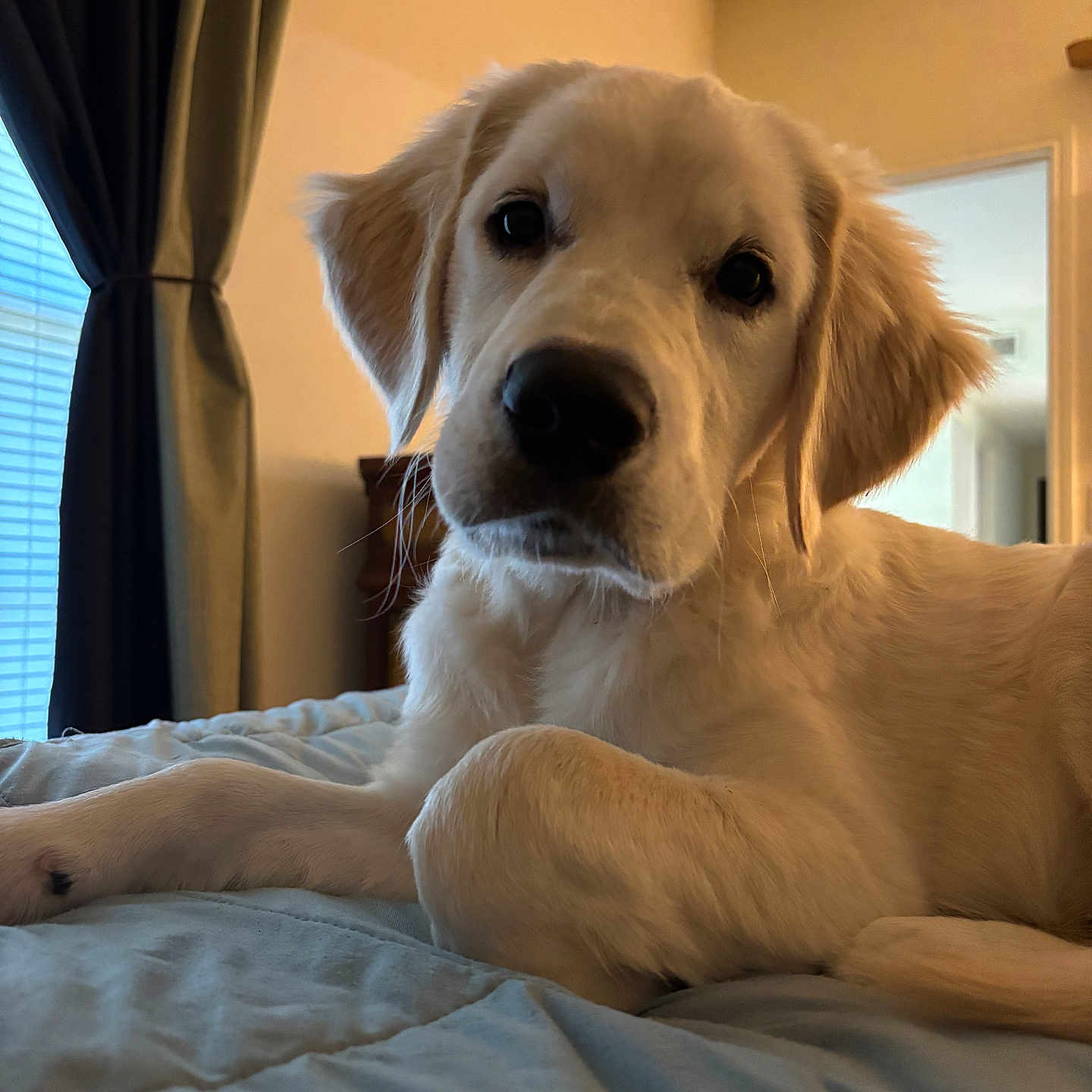 Nugget