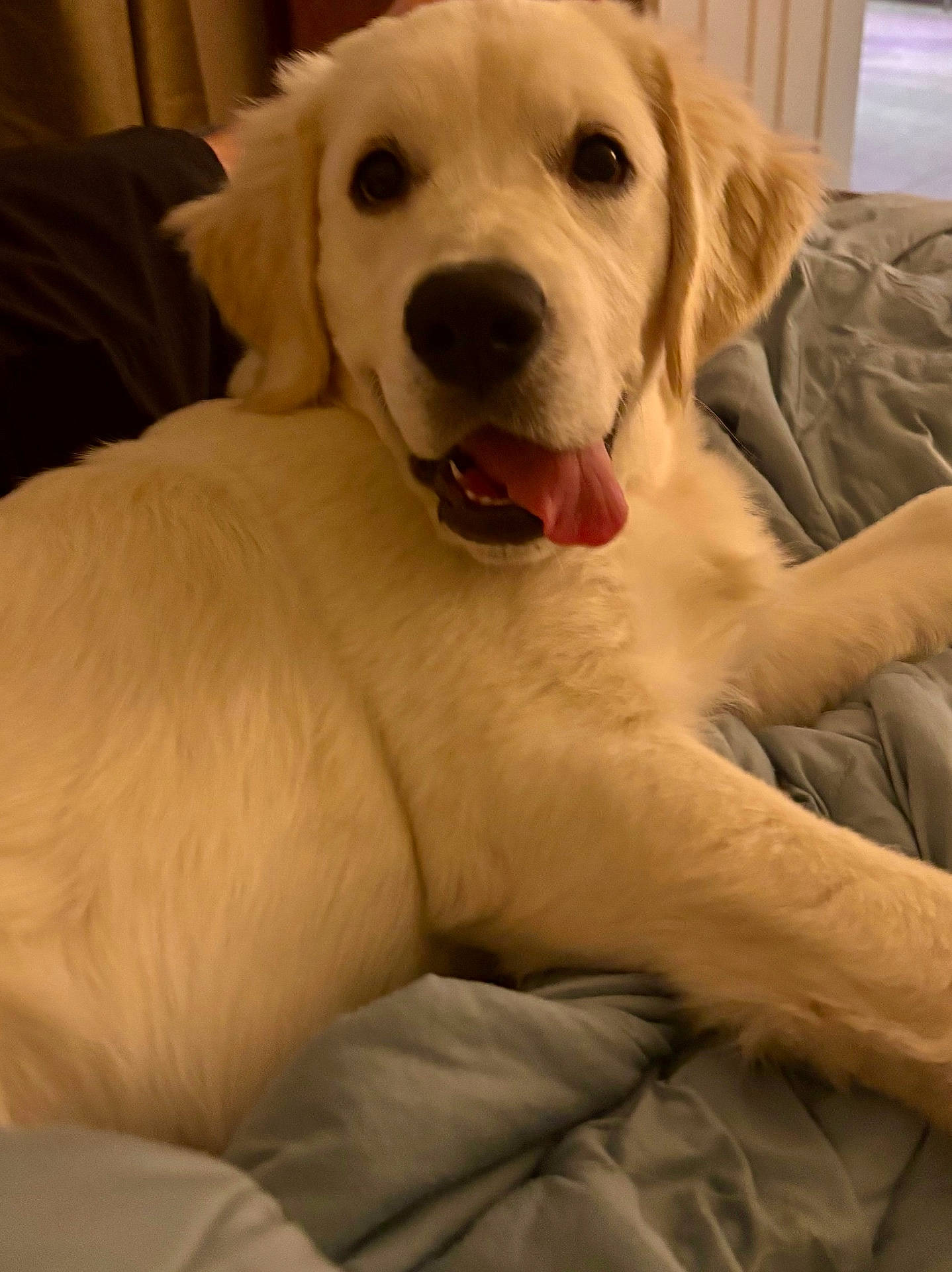 Nugget is registered to the contest to win money with this photo: animal, bed, blanket, canine, comfort, cozy, cute, dog, domestic, friendly, fur, golden_retriever, indoor, laying, pet, portrait, puppy, smiling, tongue_out, young_dog