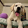 dog, puppy, golden_retriever, tongue_out, bed, cushion, indoor, plush_toy, purple_toy, happy, playful, pet, animal, cute, furry, tongue, ears, face, room, wall_hanging