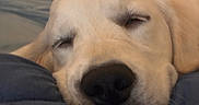 Nugget joined the competition — help win amazing prizes! animal, blanket, blue_blanket, calm, close_up, cozy, cute, dog, eyes_closed, face, fur, golden_retriever, indoor, mammal, nose, peaceful, pet, portrait, resting, sleeping