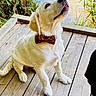Nugget is registered to the contest to win money with this photo: animal, bow_tie, canine, cute, dog, greenery, looking_up, nature, outdoor, pet, plants, pond, puppy, sitting, summer, tongue, water, white_fur, wooden_deck, young_dog