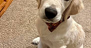 Nugget is registered to the contest to win money with this photo: dog, puppy, golden_retriever, bow_tie, carpet, indoor, pet, cute, curious, sitting, fur, animal, canine, face, ears, nose, eyes, home, furniture, floor