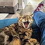 cat, tabby, yawning, indoor, couch, blue_couch, person, jeans, socks, floor, pillow, star_pattern, fur, relaxed, pet, domestic_animal, home, furniture, wood_floor, cozy