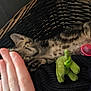 Susie joined the competition — help win amazing prizes! kitten, cat, wicker_basket, plush_toy, green_toy, pink_toy, hand, feline, pet, indoor, resting, animal, cute, small, striped, spotted, cozy, relaxed, furniture, black_blanket