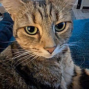 Susie joined the competition — help win amazing prizes! cat, tabby, close_up, whiskers, ears, eyes, indoor, pillow, star_pattern, furniture, couch, carpet, home, curious, pet, animal, feline, cozy, living_room, relaxed