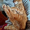 Oscar participe au concours pour gagner de l'argent avec cette photo : cat, ginger_cat, sleeping, sleepy, curled_up, paws, paw_pads, fur, orange_fur, whiskers, ears, tail, blanket, gray_blanket, cozy, indoors, nap, relaxed, animal, portrait
