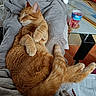 Oscar a rejoint le concours — aidez-le/la à gagner de superbes lots ! cat, ginger_cat, sleeping, relaxed, cute, furry, pet, animal, indoor, blanket, gray_blanket, lounging, upside_down, paws, tail, striped_tail, orange_fur, glass, drink, coffee_table