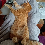 Oscar a rejoint le concours — aidez-le/la à gagner de superbes lots ! cat, ginger_cat, orange_tabby, pet, animal, feline, indoors, blanket, relaxing, sleeping, lying_down, upside_down, paws, whiskers, fur, tail, cozy, living_room, furniture, funny_pose