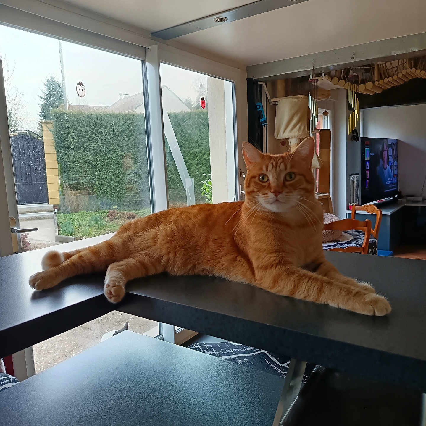 Oscar participe au concours pour gagner de l'argent avec cette photo : cat, orange_cat, tabby, pet, animal, feline, lounging, lying_down, stretched_out, table, dining_room, indoor, home, window, garden, greenery, television, chairs, whiskers, portrait