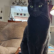Onyx joined the competition — help win amazing prizes! black_cat, cat, pet, indoor, living_room, table, lamp, couch, remote_control, book, cozy, feline, green_eyes, wooden_table, furniture, domestic_animal, relaxed, sitting, whiskers, household