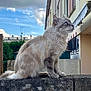 cat, fluffy, blue_eyes, concrete_wall, outdoor, sky, clouds, residential_building, fence, greenery, side_view, pet, animal, mammal, domestic_cat, sitting, daytime, nature, curious, profile