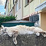 cat, fluffy, blue_eyes, relaxed, lying_down, stone_wall, outdoor, residential_building, greenery, cloudy_sky, fence, urban, daylight, pets, animal, nature, close_up, mammal, domestic_cat, whiskers