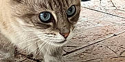 Bibicha participe au concours pour gagner de l'argent avec cette photo : cat, blue_eyes, curious, close_up, pet_food, plate, floor, feline, whiskers, ears, animal, domestic_cat, mammal, looking, brown_fur, texture, indoor, feeding, cute, alert