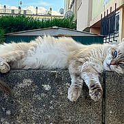 Bibicha participe au concours pour gagner de l'argent avec cette photo : cat, fluffy, relaxed, lounging, stone_wall, outdoor, fence, building, hedge, sky, clouds, ears, tail, paws, fur, daylight, resting, animal, pet, nature