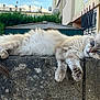 cat, fluffy, relaxed, lounging, stone_wall, outdoor, fence, building, hedge, sky, clouds, ears, tail, paws, fur, daylight, resting, animal, pet, nature