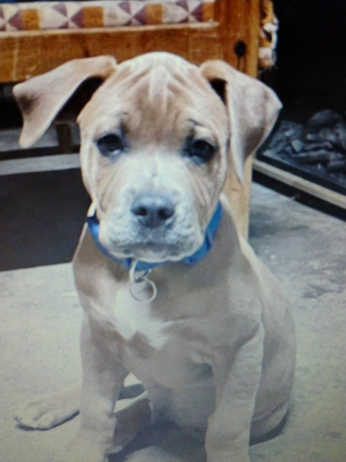 Kimbo is registered to the contest to win money with this photo: animal, background, bench, blue_collar, canine, collar, concrete, cute, dog, domestic, ears, face, floor, fur, indoor, looking, pet, puppy, sitting, young