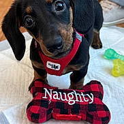 Tinsley is registered to the contest to win money with this photo: puppy, dachshund, dog, pet, toy, bone_shaped_toy, red_harness, pee_pad, wooden_floor, indoor, black_and_tan, cute, small_dog, pet_toy, fabric_toy, person, jeans, sneakers, looking_up, dog_toy