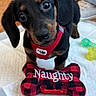 puppy, dachshund, dog, pet, toy, bone_shaped_toy, red_harness, pee_pad, wooden_floor, indoor, black_and_tan, cute, small_dog, pet_toy, fabric_toy, person, jeans, sneakers, looking_up, dog_toy