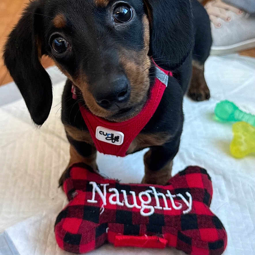 Tinsley is registered to the contest to win money with this photo: puppy, dachshund, dog, pet, toy, bone_shaped_toy, red_harness, pee_pad, wooden_floor, indoor, black_and_tan, cute, small_dog, pet_toy, fabric_toy, person, jeans, sneakers, looking_up, dog_toy