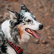 Maya participe au concours pour gagner de l'argent avec cette photo : dog, canine, pet, animal, side_profile, red_harness, tongue_out, ears_up, speckled_coat, fur, outdoor, nature, brown_background, close_up, portrait, happy, alert, mammal, friendly, domestic