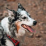 dog, canine, pet, animal, side_profile, red_harness, tongue_out, ears_up, speckled_coat, fur, outdoor, nature, brown_background, close_up, portrait, happy, alert, mammal, friendly, domestic