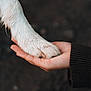 Maya participe au concours pour gagner de l'argent avec cette photo : dog_paw, human_hand, close_up, wet_fur, bond, trust, animal, pet, friendship, nature, outdoor, skin, fur, holding, gentle, touch, caring, connection, paw, hand
