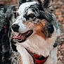 dog, canine, pet, fur, red_harness, outdoor, animal, happy, tongue_out, ears_up, close_up, portrait, walking, nature, blurred_background, brown_eyes, white_fur, black_fur, tricolor, pebbled_ground