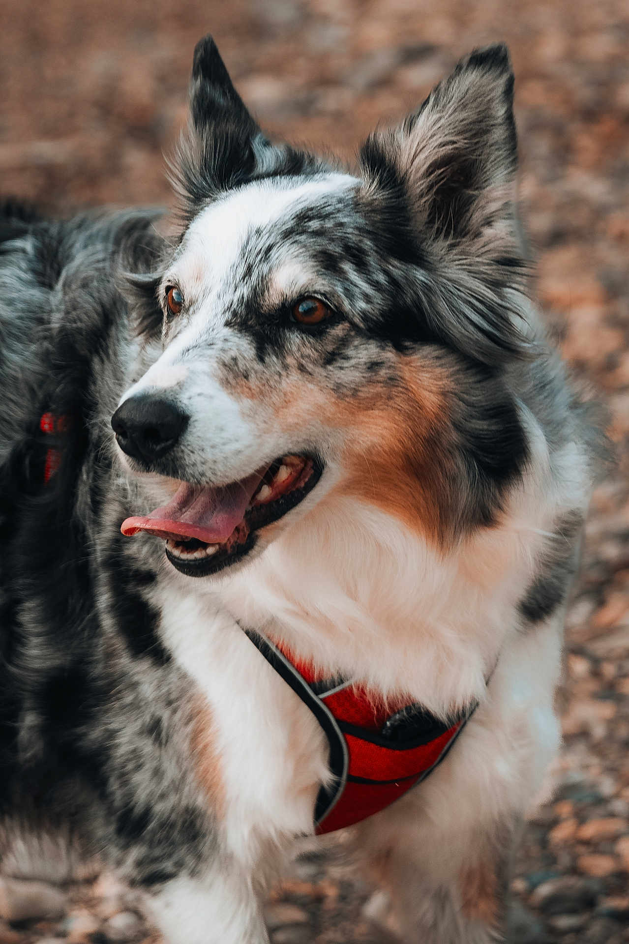 Maya participe au concours pour gagner de l'argent avec cette photo : dog, canine, pet, fur, red_harness, outdoor, animal, happy, tongue_out, ears_up, close_up, portrait, walking, nature, blurred_background, brown_eyes, white_fur, black_fur, tricolor, pebbled_ground