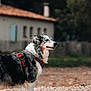 Maya participe au concours pour gagner de l'argent avec cette photo : dog, border_collie, animal, pet, outdoor, rocks, harness, standing, side_view, fur, ears, nature, grass, house, fence, daylight, muzzle, canine, alert, background_blur