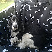 Gody participe au concours pour gagner de l'argent avec cette photo : animal_portrait, black_and_white, bones, car_interior, comfort, curled_up, dog, domestic_animal, ears, fur, greenery, looking_at_camera, nose, outdoor_background, paw_prints, pet_seat_cover, resting, seat, seatbelt, vehicle