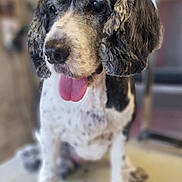 Gody a rejoint le concours — aidez-le/la à gagner de superbes lots ! dog, pet, animal, tongue_out, curly_fur, black_and_white, sitting, close_up, cute, domestic_animal, fur, ears, indoor, blurred_background, friendly, canine, mammal, portrait, companion, adorable