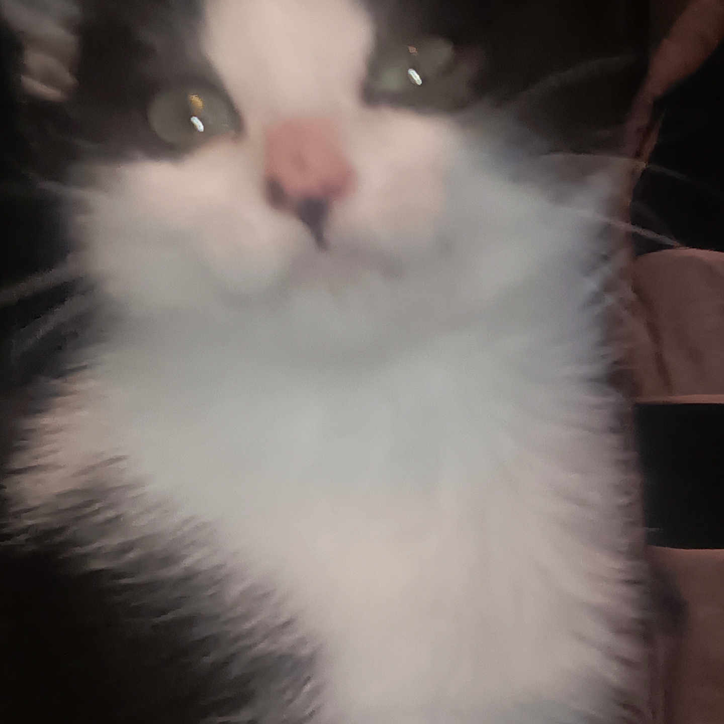 Loki joined the competition — help win amazing prizes! animal, black_and_white, blurry, cat, close_up, curious, cute, domestic_animal, eyes, face, feline, fur, furry, indoor, mammal, nose, pet, portrait, soft_focus, whiskers