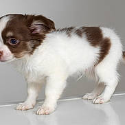 Vito a rejoint le concours — aidez-le/la à gagner de superbes lots ! animal, canine, chihuahua, cockerspaniel, collie, dog, eskimodog, papillon, pet, puppy, terrier, whitedog