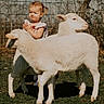 child, toddler, sheep, animal, grass, fence, outdoor, nature, sunlight, white_sheep, young_child, portrait, farm, person, standing, expression, daylight, grass_field, baby, cute