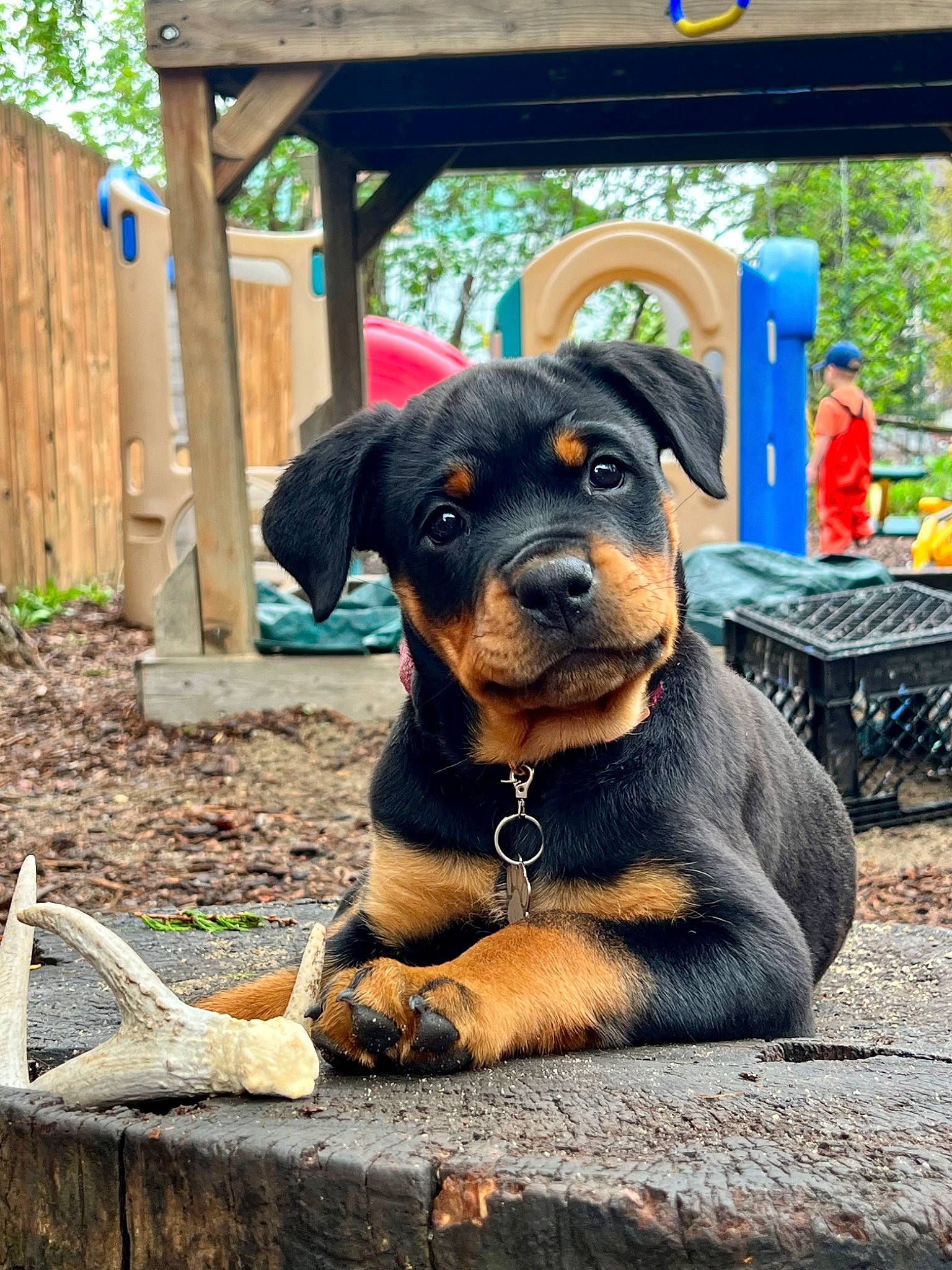 Nova is registered to the contest to win money with this photo: blue, canidae, carnivore, companion_dog, dog, dog_breed, grass, guard_dog, hound, hunting_dog, outdoor_furniture, plant, rottweiler, sporting_group, terrestrial_animal, tree, wood, working_animal, working_dog