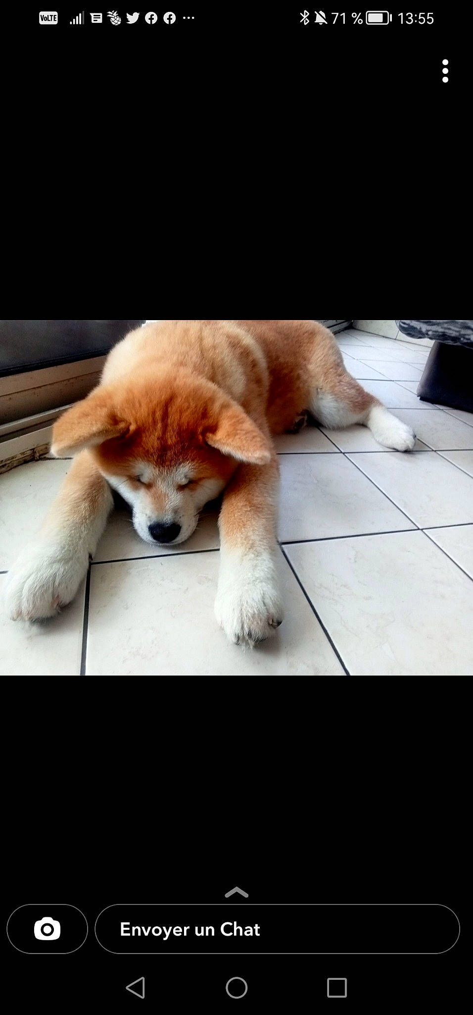 Sayuri participe au concours pour gagner de l'argent avec cette photo : carnivore, chair, comfort, companion_dog, desk, dog, dog_breed, flooring, fur, non_sporting_group, paw, photo_caption, tail, whiskers, working_animal