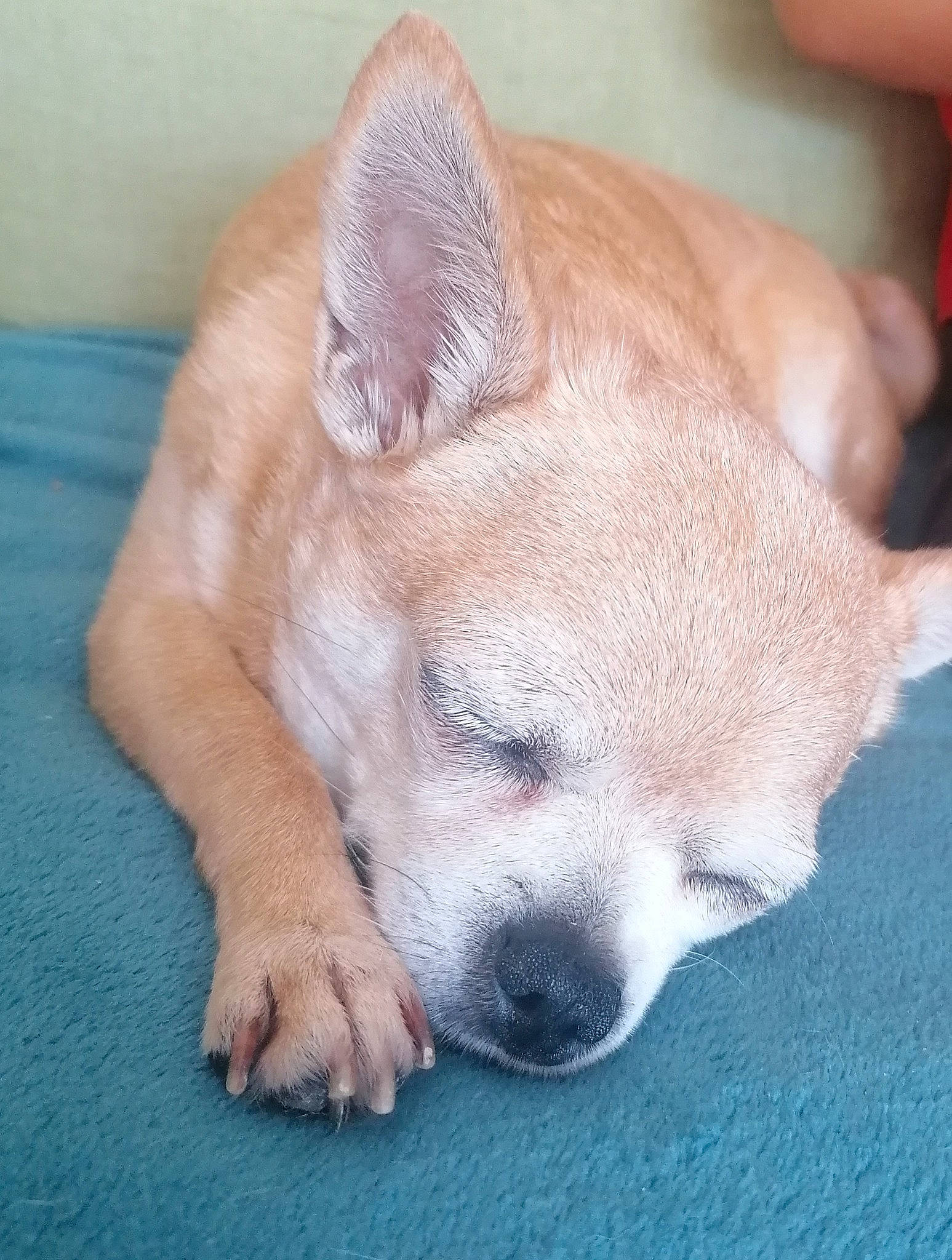 Hilona participe au concours pour gagner de l'argent avec cette photo : canidae, carnivore, comfort, companion_dog, dog, dog_breed, ear, fawn, fur, nap, non_sporting_group, sleep, snout, sporting_group, tail, terrestrial_animal, terrier, whiskers