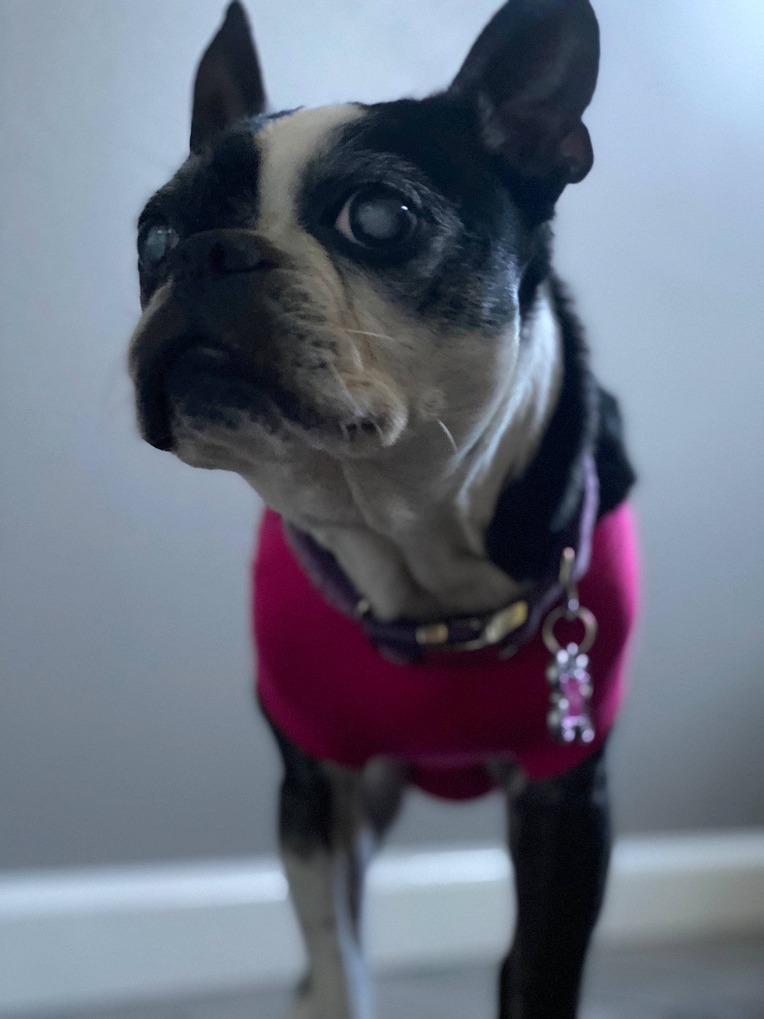 Dutchess is registered to the contest to win money with this photo: boston_terrier, canidae, carnivore, collar, companion_dog, dog, dog_breed, dog_clothes, dog_collar, dog_supply, fawn, leash, mammal, non_sporting_group, snout