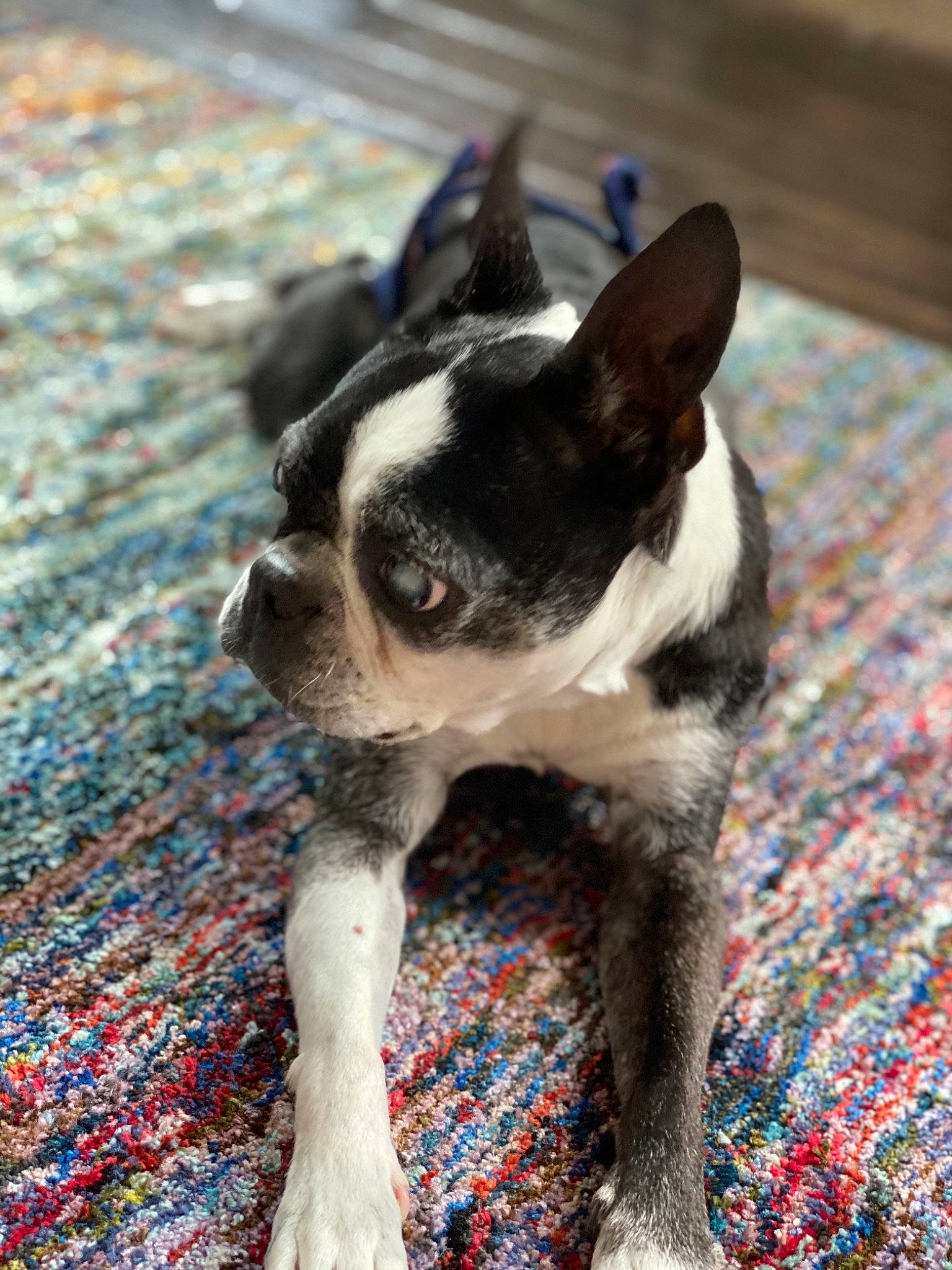 Dutchess joined the competition — help win amazing prizes! boston_terrier, canidae, carnivore, companion_dog, dog, dog_breed, fawn, french_bulldog, mammal, non_sporting_group, puppy, snout, toy_dog, vertebrate
